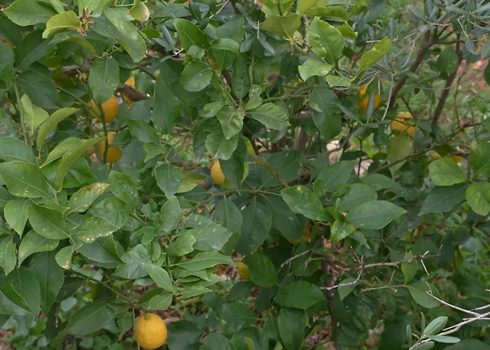 Casa Balice Hébergement de vacances Monopoli